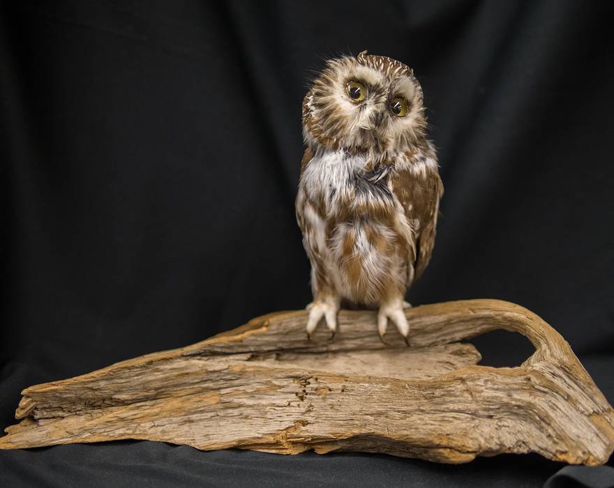 A stuffed owl as a photo prop.<br />Dec. 14, 2013 - Parker River National Wildlife Refuge Headquarters, Newburyport, Massachusetts.