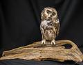 A stuffed owl as a photo prop.<br />Dec. 14, 2013 - Parker River National Wildlife Refuge Headquarters, Newburyport, Massachusetts.