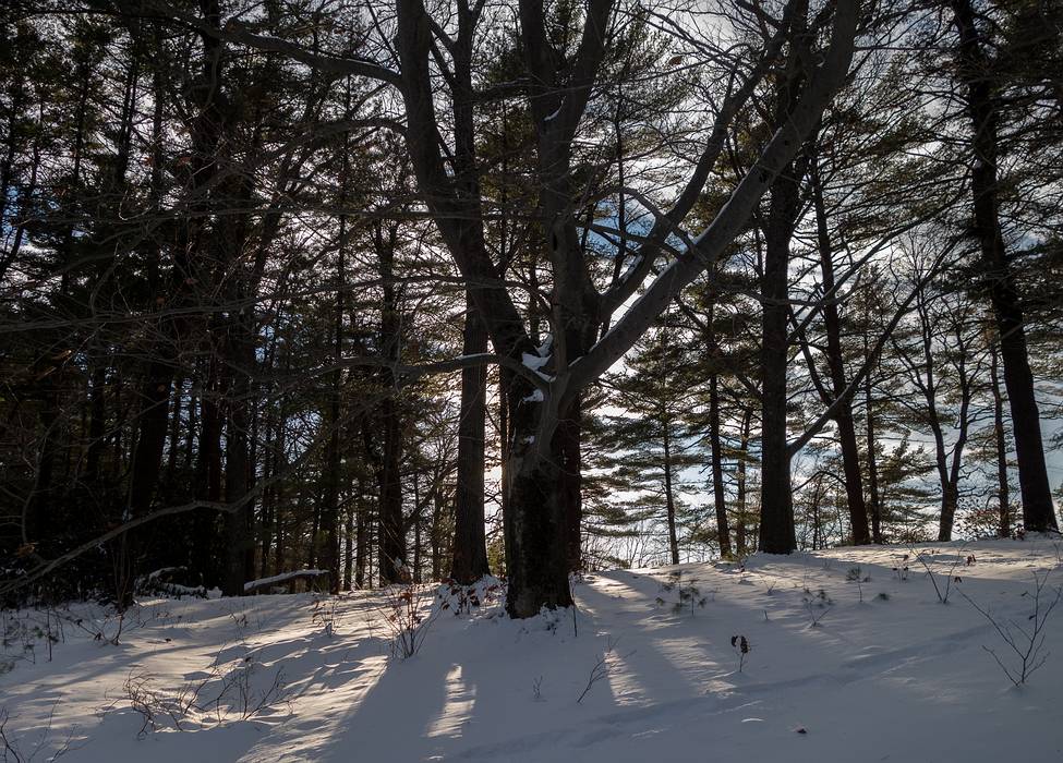 A walk in the park with Joyce.<br />Jan. 4, 2014 - Maidslay State Park, Newburyport, Massachusetts.