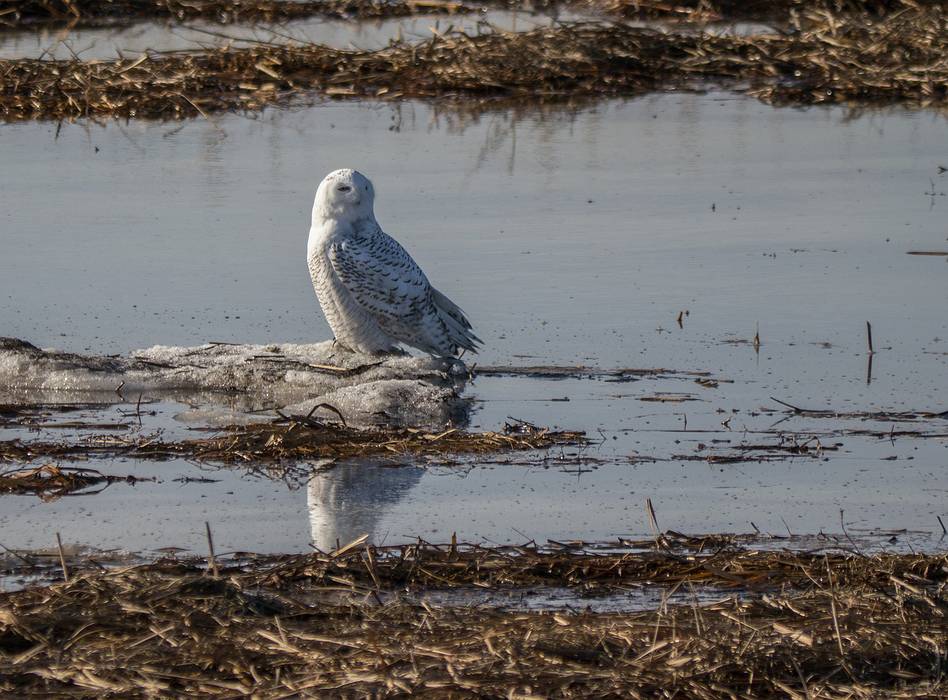 Snowy owl at the entrance to the reservation.<br />A stoll on the beach with Joyce.<br />Jan. 13, 2014 - Salisbury State Reservation, Salisbury, Massachusetts.