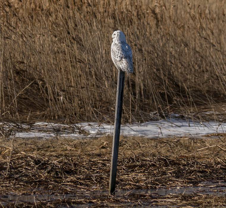 One of two snowy owls posing for photographers (including John and myself).<br />Jan. 15, 2014 - Salisbury Beach State Reservation., Salisbury, Massachusetts.