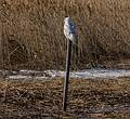 One of two snowy owls posing for photographers (including John and myself).<br />Jan. 15, 2014 - Salisbury Beach State Reservation., Salisbury, Massachusetts.