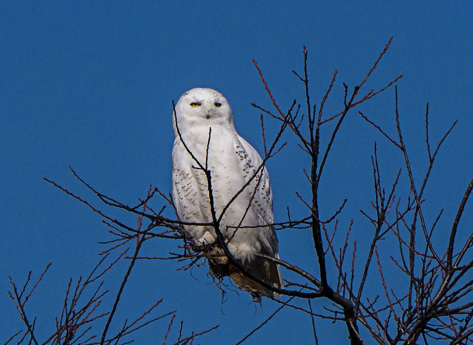 One of two snowy owls posing for photographers (including John and myself).<br />Jan. 15, 2014 - Salisbury Beach State Reservation., Salisbury, Massachusetts.