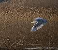One of two snowy owls posing for photographers (including John and myself).<br />Jan. 15, 2014 - Salisbury Beach State Reservation., Salisbury, Massachusetts.