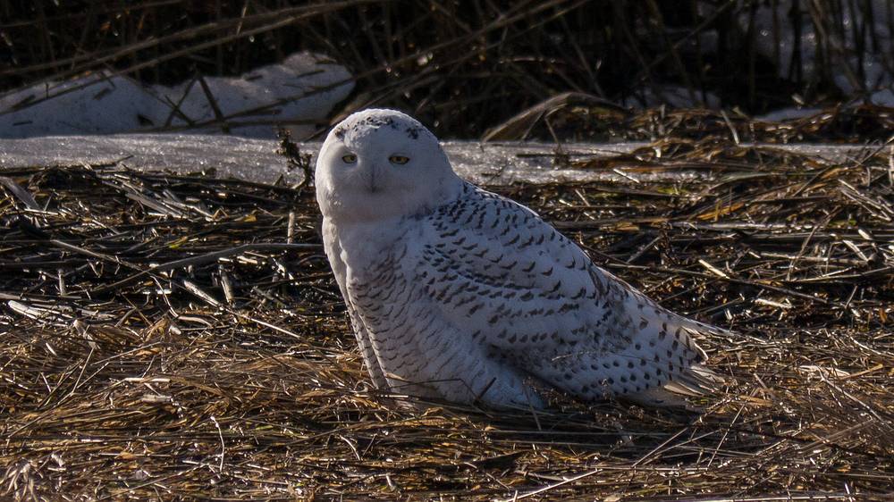 One of two snowy owls posing for photographers (including John and myself).<br />Jan. 15, 2014 - Salisbury Beach State Reservation., Salisbury, Massachusetts.