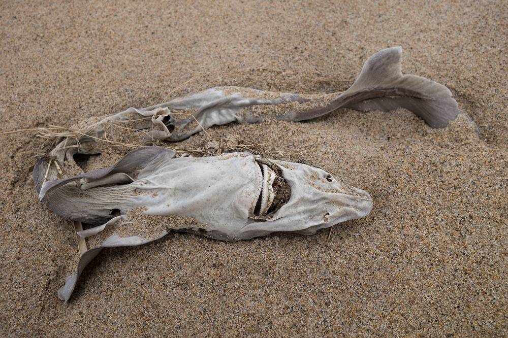 Looks like a shark to me.<br />A walk with Joyce.<br />March 1, 2014 - Parker River National Wildlife Refuge, Plum Island, Massachusetts.