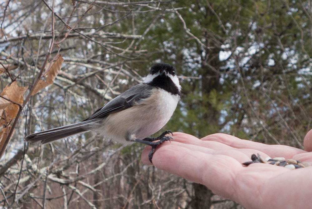 Chickadee on my hand.<br />March 15, 2014 - Ipswich River Wildlife Sanctuary, Topsfield, Massachusetts.