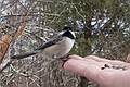 Chickadee on my hand.<br />March 15, 2014 - Ipswich River Wildlife Sanctuary, Topsfield, Massachusetts.