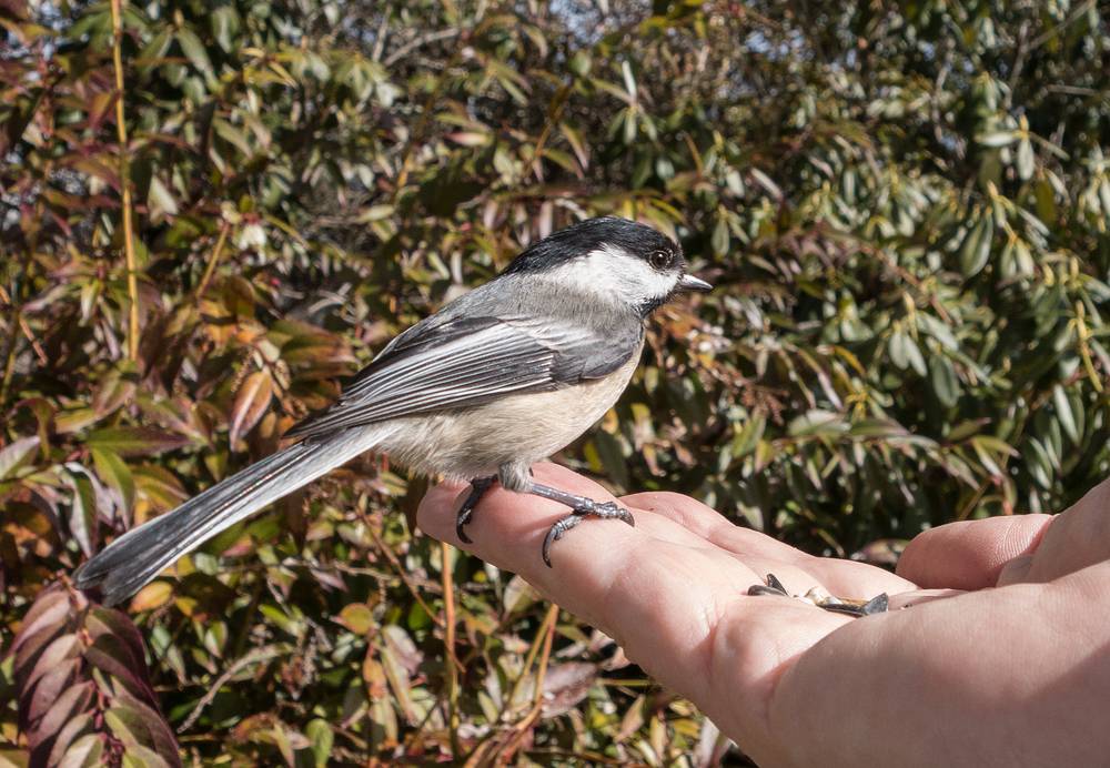 Chickadee on my hand.<br />March 15, 2014 - Ipswich River Wildlife Sanctuary, Topsfield, Massachusetts.