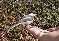 Chickadee on my hand.<br />March 15, 2014 - Ipswich River Wildlife Sanctuary, Topsfield, Massachusetts.