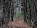 In woods to East of McLaren Trail.<br />April 28, 2014 - Merrimac, Massachusetts.