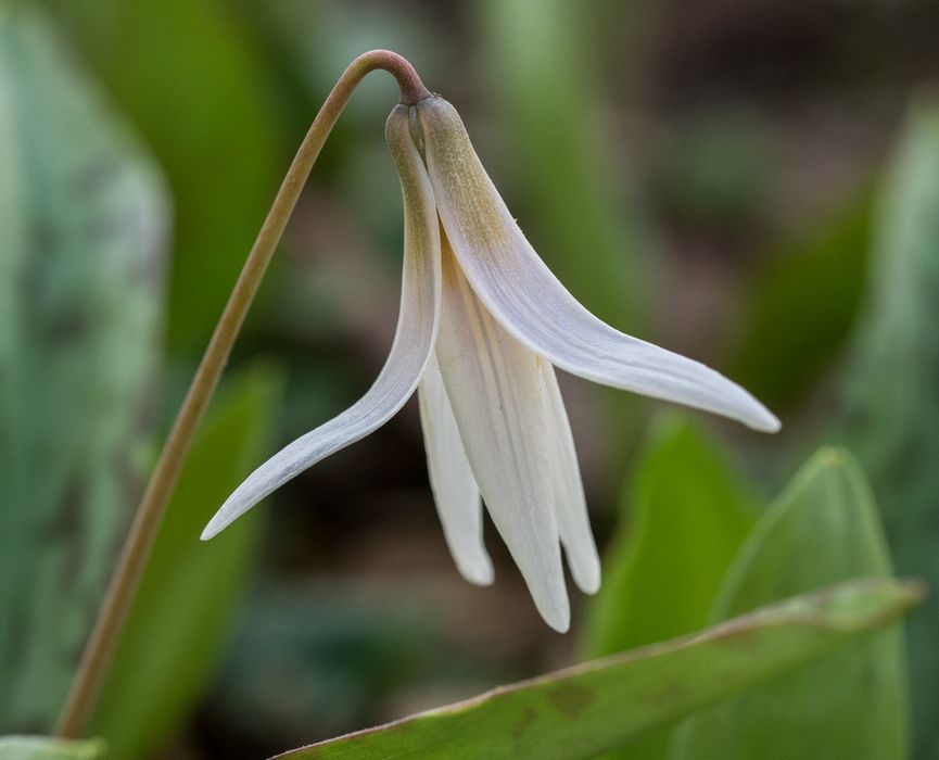 An unidentified flower in our back yard (White Trout-Lily?).<br />May 6, 2014 - Merrimac, Massachusetts.