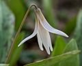 An unidentified flower in our back yard (White Trout-Lily?).<br />May 6, 2014 - Merrimac, Massachusetts.