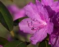 Azalea in our back yard.<br />May 6, 2014 - Merrimac, Massachusetts.