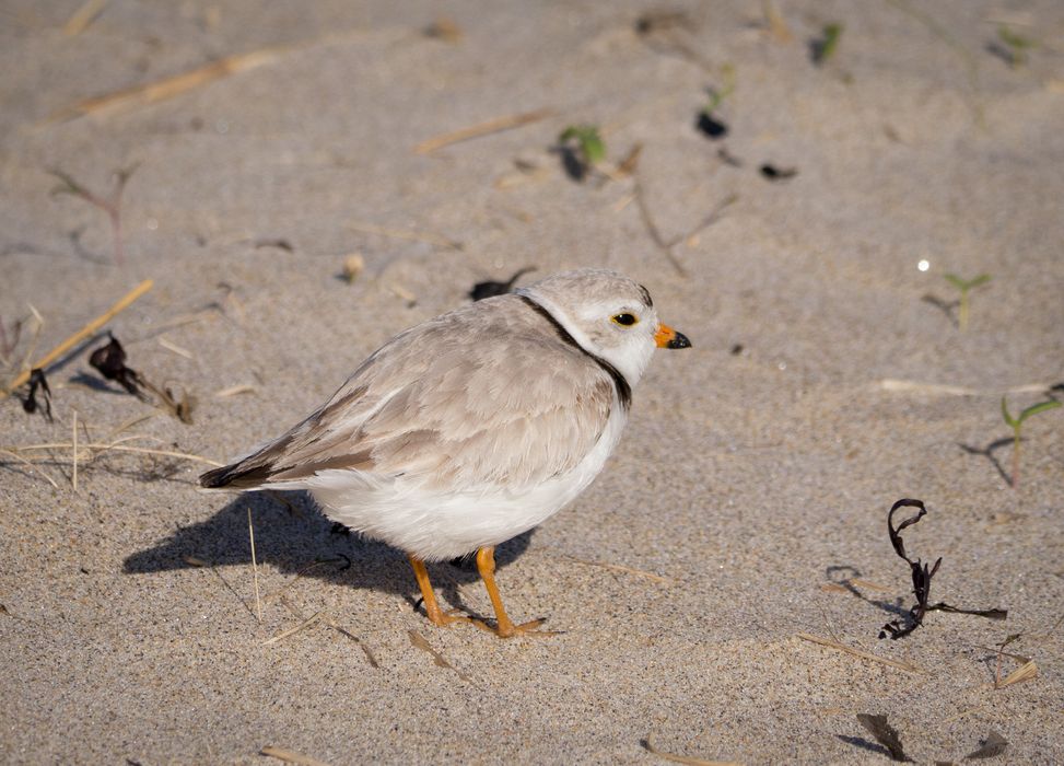 A plover.<br />A walk along the perimeter of the reservation.<br />May 7, 2014 - Sandy Point State Reservation, Plum Island, Massachusetts.