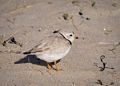 A plover.<br />A walk along the perimeter of the reservation.<br />May 7, 2014 - Sandy Point State Reservation, Plum Island, Massachusetts.