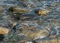 A walk along the perimeter of the reservation.<br />May 7, 2014 - Sandy Point State Reservation, Plum Island, Massachusetts.