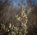 A walk along the perimeter of the reservation.<br />May 7, 2014 - Sandy Point State Reservation, Plum Island, Massachusetts.