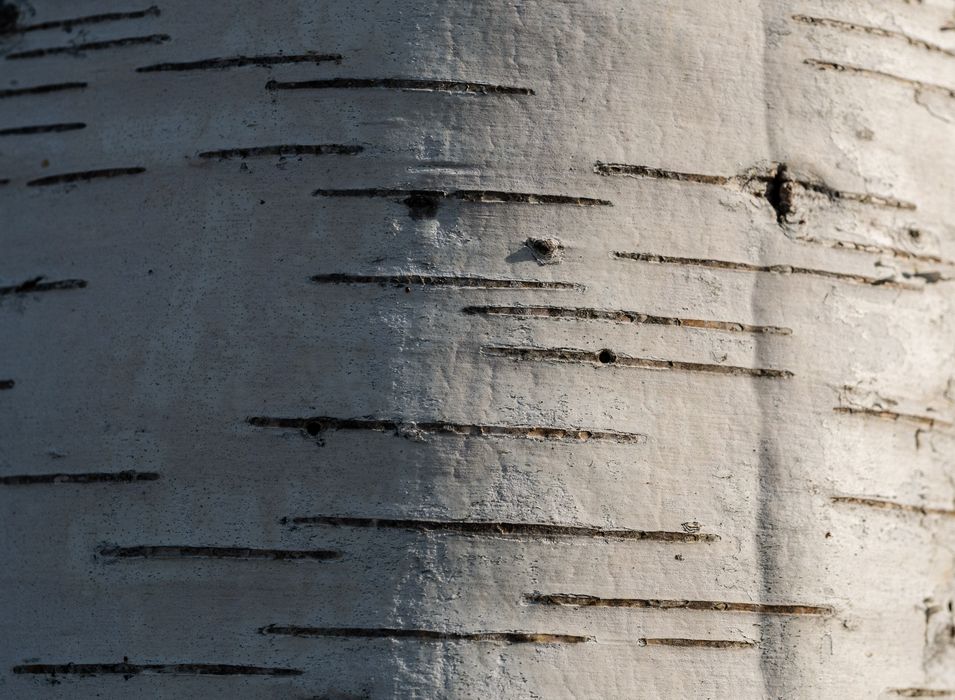 Birch bark.<br />May 12, 2014 - Sandy Point State Reservation, Plum Island, Massachusetts.