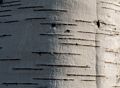 Birch bark.<br />May 12, 2014 - Sandy Point State Reservation, Plum Island, Massachusetts.