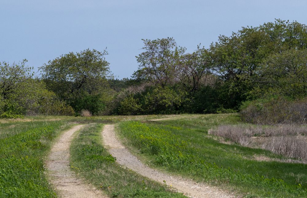 May 15, 2014 - Parker River National Wildlife Refuge, Plum Island, Massachusetts.