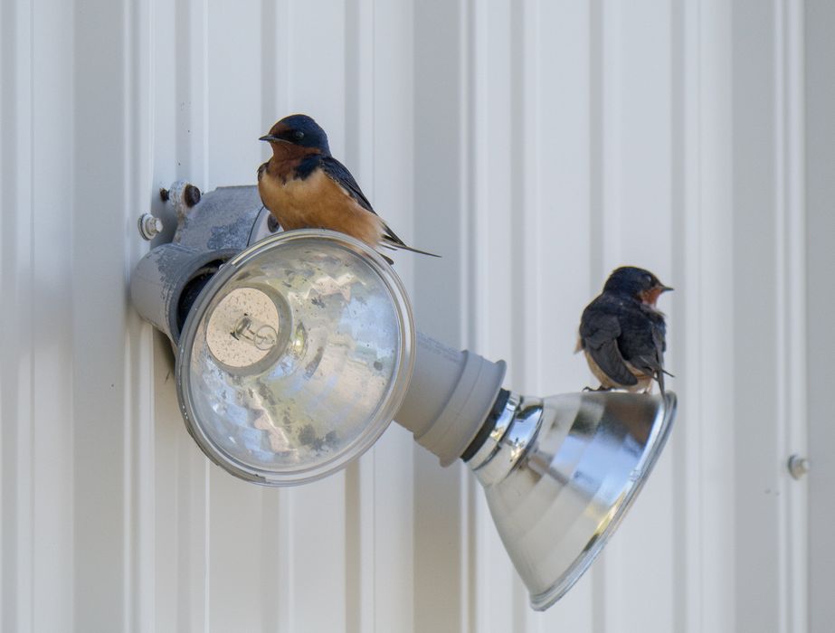 Barn swallows.<br />May 15, 2014 - Parker River National Wildlife Refuge, Plum Island, Massachusetts.