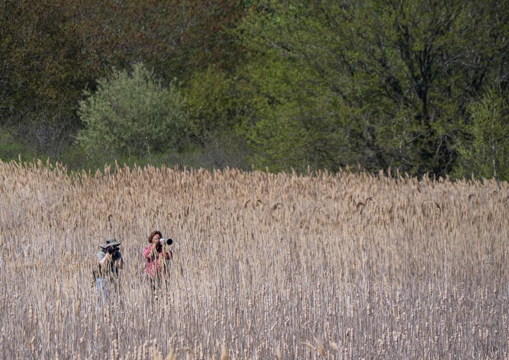 Two photographers on salt marsh boardwalk at Hellcat Swamp.<br />May 15, 2014 - Parker River National Wildlife Refuge, Plum Island, Massachusetts.