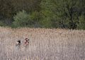 Two photographers on salt marsh boardwalk at Hellcat Swamp.<br />May 15, 2014 - Parker River National Wildlife Refuge, Plum Island, Massachusetts.