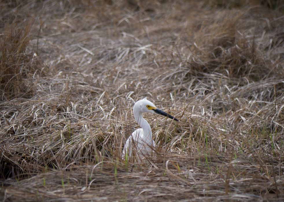 Snowy egret.<br />May 15, 2014 - Parker River National Wildlife Refuge, Plum Island, Massachusetts.