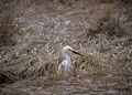 Snowy egret.<br />May 15, 2014 - Parker River National Wildlife Refuge, Plum Island, Massachusetts.
