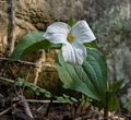 Trillium.<br />A walk in the park with Joyce.<br />May 17, 2014 - Maudslay State Park, Newburyport, Massachusetts.