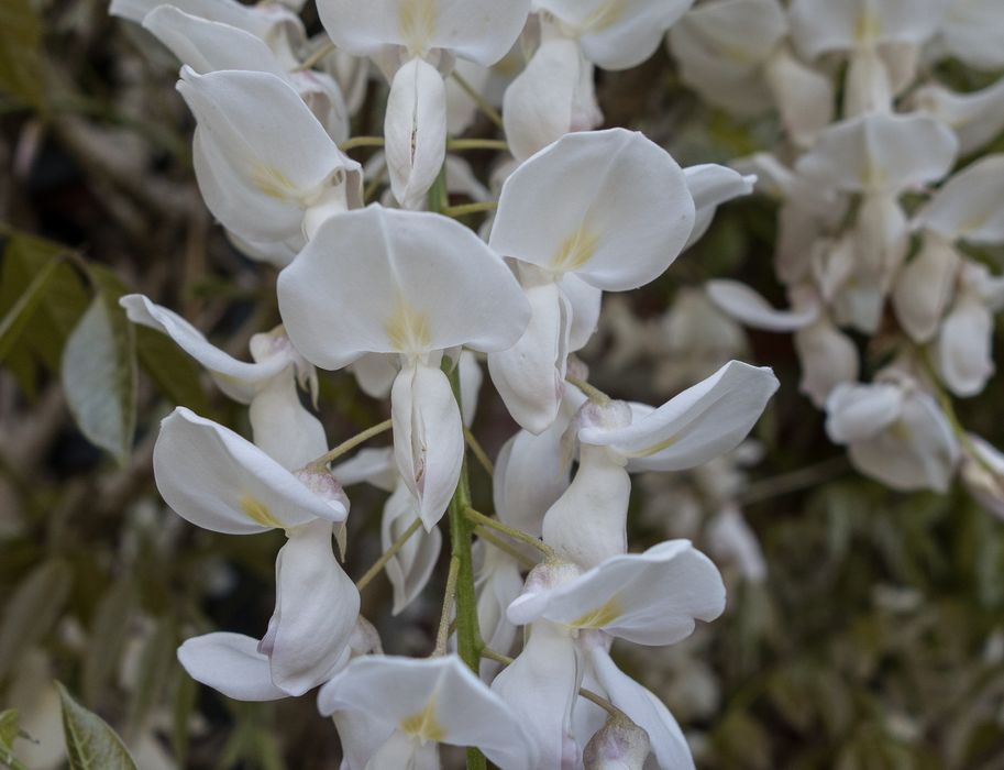 Whisteria blooms.<br />A walk in the park with Joyce.<br />May 17, 2014 - Maudslay State Park, Newburyport, Massachusetts.