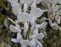 Whisteria blooms.<br />A walk in the park with Joyce.<br />May 17, 2014 - Maudslay State Park, Newburyport, Massachusetts.