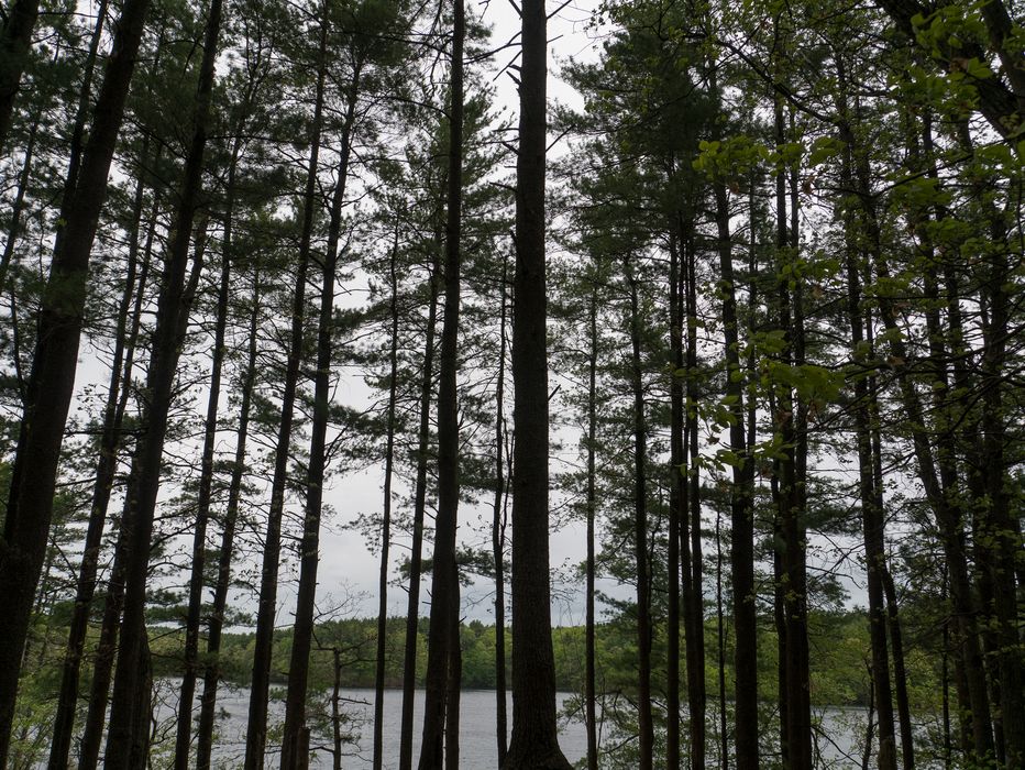 A walk with Lance on trails around the reservoir.<br />May 19, 2014 - Millvale Reservoir, Haverhill, Massachusetts.