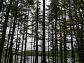 A walk with Lance on trails around the reservoir.<br />May 19, 2014 - Millvale Reservoir, Haverhill, Massachusetts.