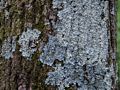 A walk with Lance on trails around the reservoir.<br />May 19, 2014 - Millvale Reservoir, Haverhill, Massachusetts.