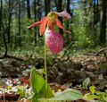 A walk in the park with Joyce.<br />May 25, 2014 - Maudslay State Park, Newburyport, Massachusetts.