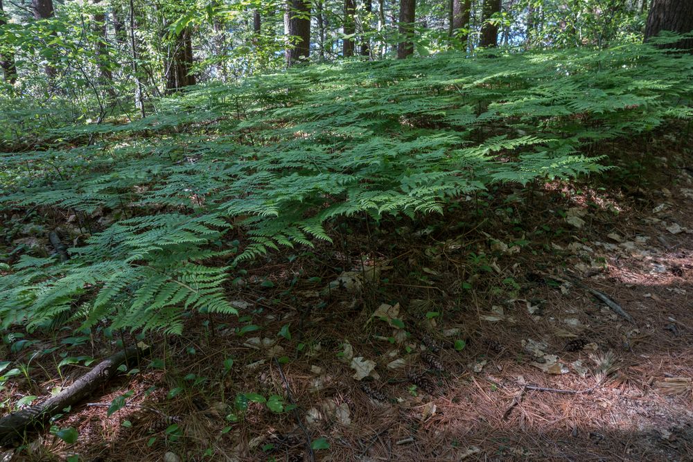 A walk in the park with Joyce.<br />May 25, 2014 - Maudslay State Park, Newburyport, Massachusetts.