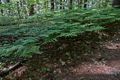 A walk in the park with Joyce.<br />May 25, 2014 - Maudslay State Park, Newburyport, Massachusetts.