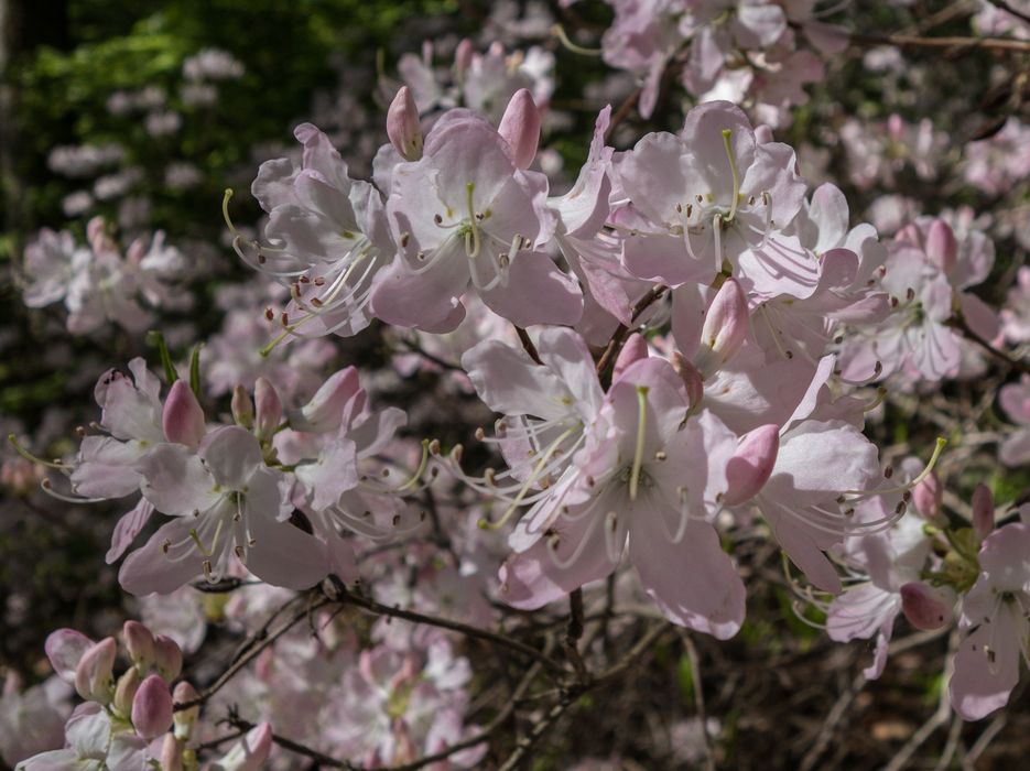 A walk in the park with Joyce.<br />May 25, 2014 - Maudslay State Park, Newburyport, Massachusetts.