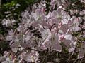 A walk in the park with Joyce.<br />May 25, 2014 - Maudslay State Park, Newburyport, Massachusetts.