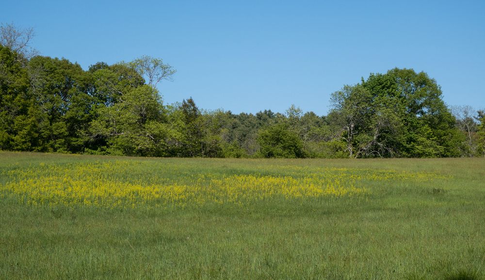 A walk in the park with Joyce.<br />May 25, 2014 - Maudslay State Park, Newburyport, Massachusetts.