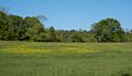 A walk in the park with Joyce.<br />May 25, 2014 - Maudslay State Park, Newburyport, Massachusetts.