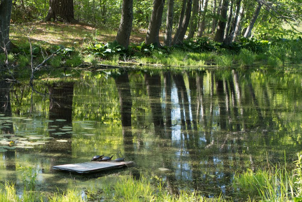 A walk in the park with Joyce.<br />May 25, 2014 - Maudslay State Park, Newburyport, Massachusetts.