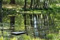 A walk in the park with Joyce.<br />May 25, 2014 - Maudslay State Park, Newburyport, Massachusetts.