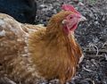 One of three remaining hens.<br />June 3, 2014 - Sanctuary Arts, Eliot, Maine.