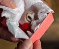 Felted tiny cardinal and owl, gifts from Melody for Marie and Joyce.<br />June 6, 2014 - Merrimac, Massachusetts.