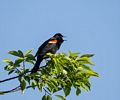 Red-winged blackbird.<br />June 7, 2014 - Parker River National Wildlife Refuge, Plum Island, Massachusetts.