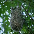 A Baltimore Oriole nest.<br />June 7, 2014 - Parker River National Wildlife Refuge, Plum Island, Massachusetts.