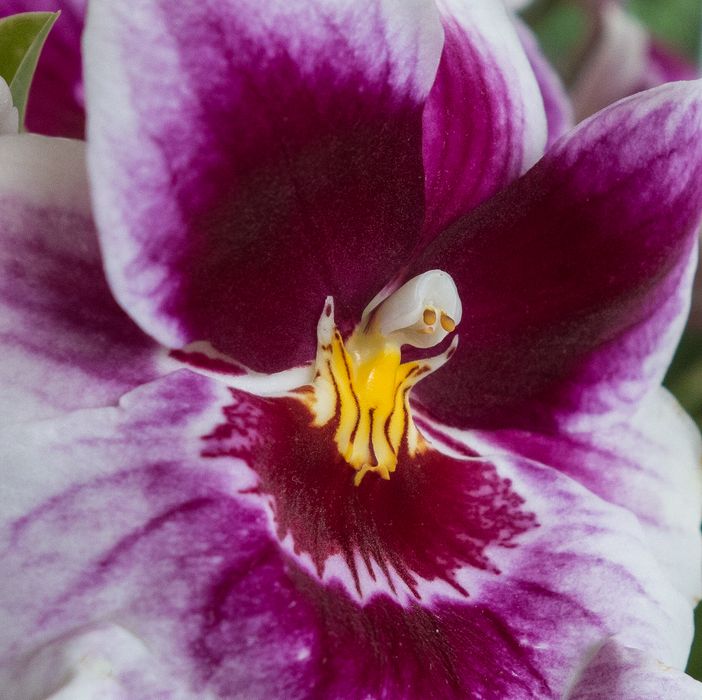 Orchid.<br />June 8, 2014 - Isabella Stewart Gardner Museum, Boston, Massachusetts.